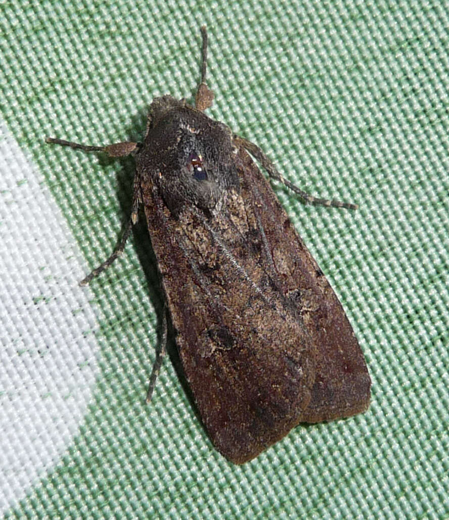 Image of pearly underwing