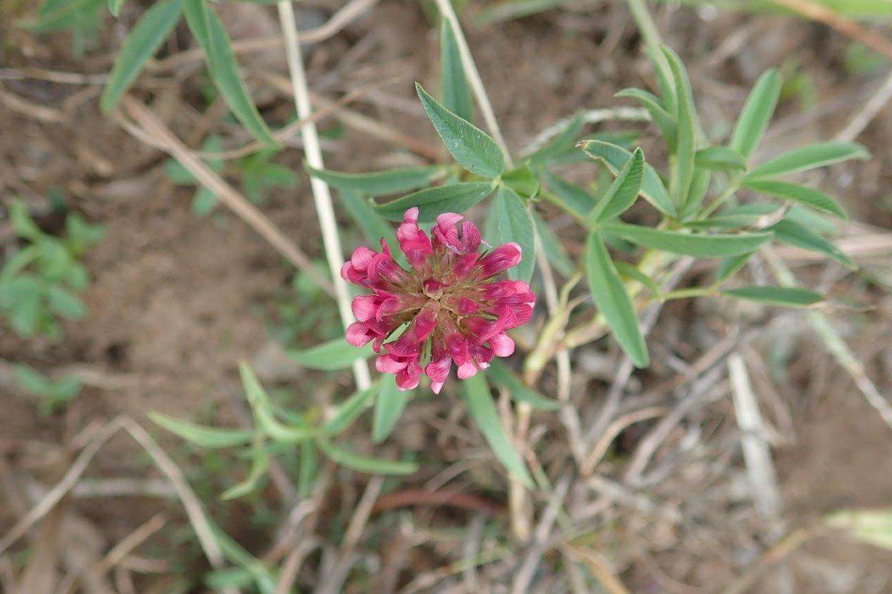 Image of <i>Trifolium <i>africanum</i></i> var. africanum