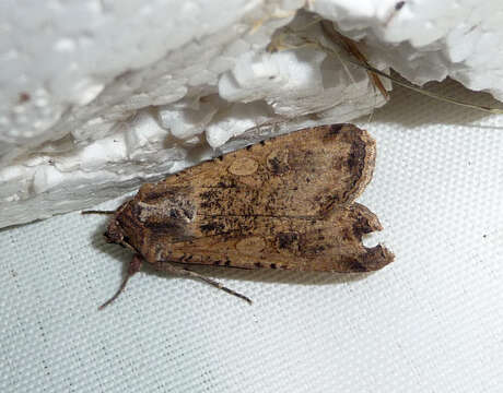 Слика од Peridroma saucia
