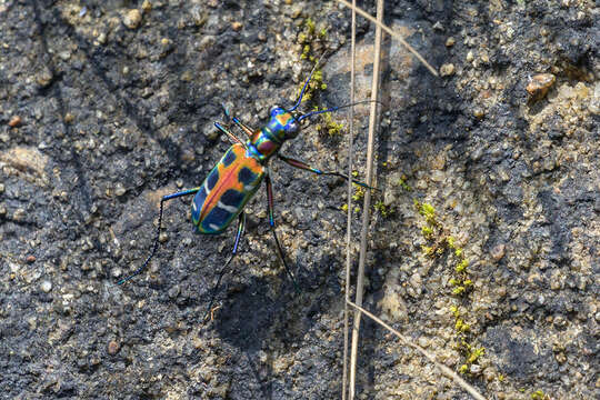 Image of Cicindela (Cosmodela) duponti Dejean 1826