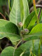 Image of oval-leaf milkweed