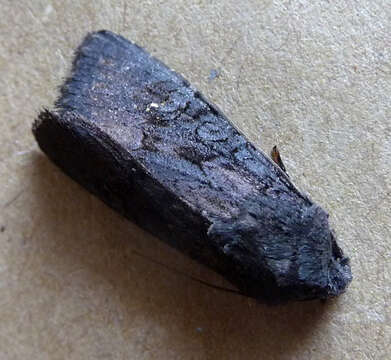 Image of black rustic