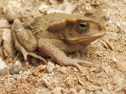 Image of Sulawesian Toad