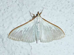 Image of Palpita vitrealis Rossi 1794