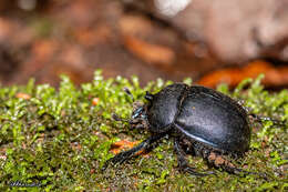 Image of Enoplotrupes