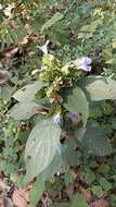 صورة Barleria strigosa Willd.