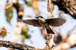 Image of Malabar Woodshrike