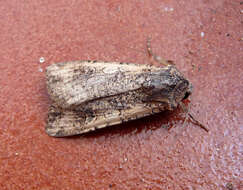 Image of pearly underwing