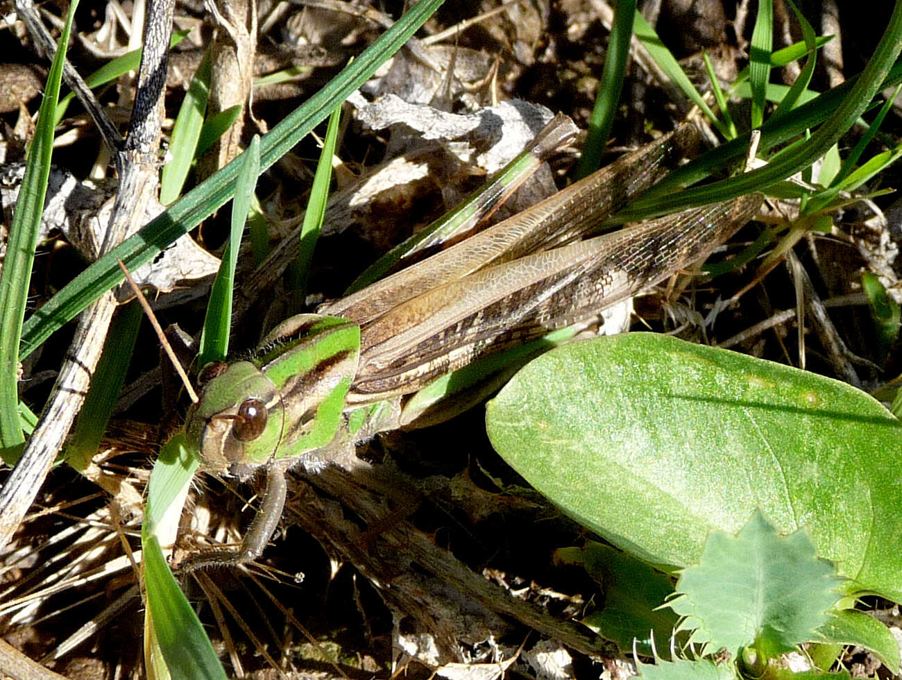 Plancia ëd Locusta migratoria cinerascens