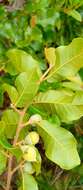 Image of Perrierodendron occidentale J.-F. Leroy, Lowry, Haev., Labat & G. E. Schatz