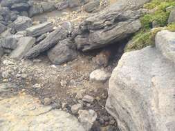 Image of Bare-nosed Wombats