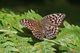 Imagem de Argynnis paphia Linnaeus 1758