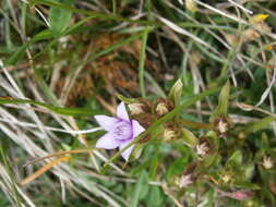 Image of chiltern gentian