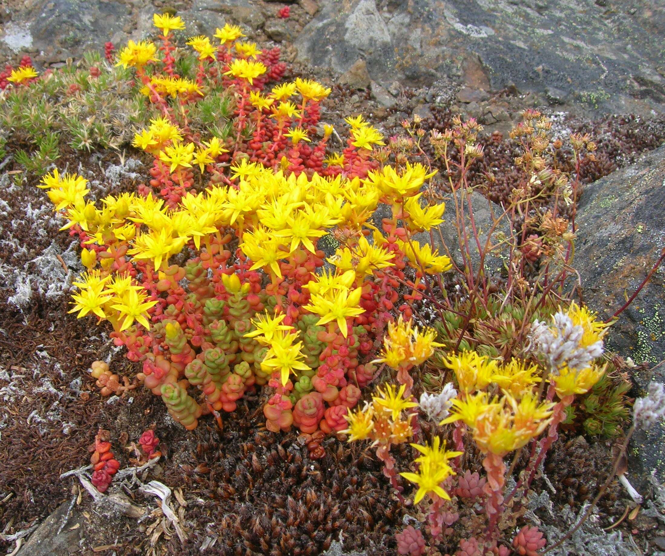 Image of Pacific stonecrop