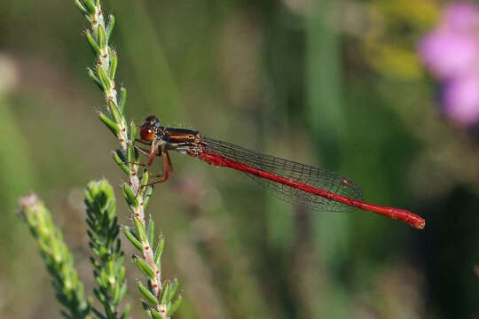 Image of small red damselfly