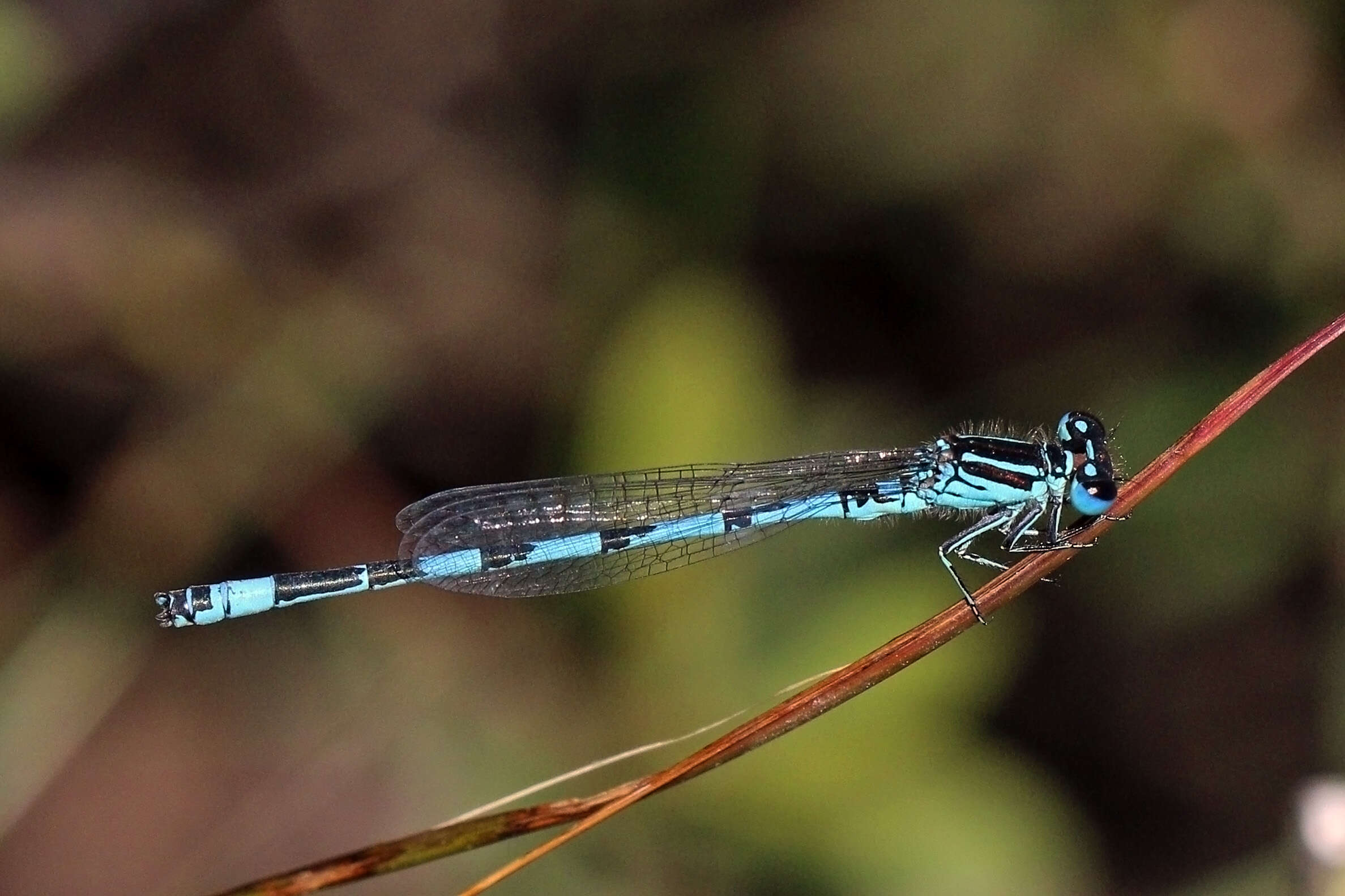 Image of Southern Damselfly