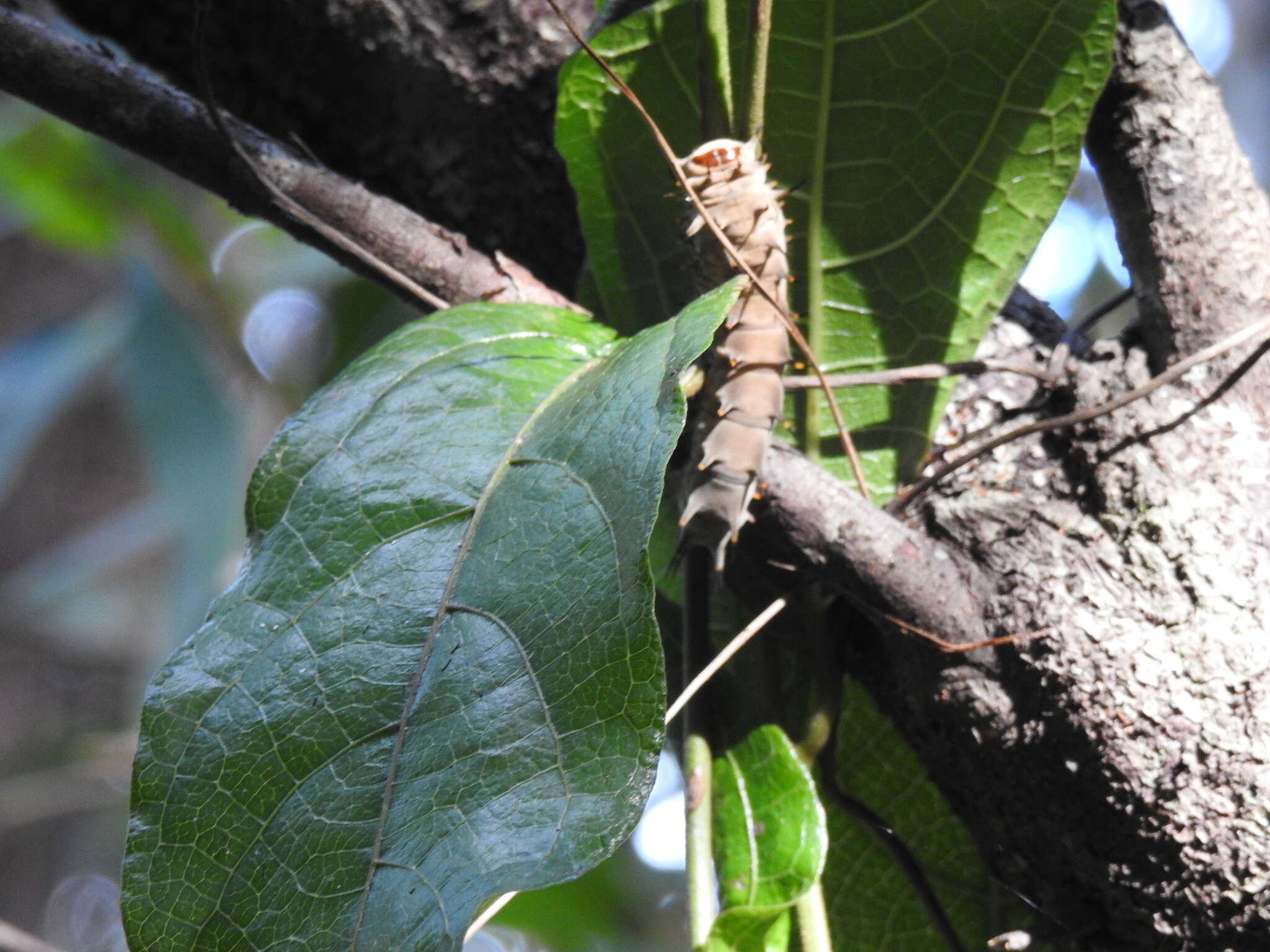 Слика од Ornithoptera richmondia (Gray (1853))