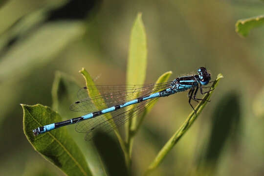 Image of Southern Damselfly