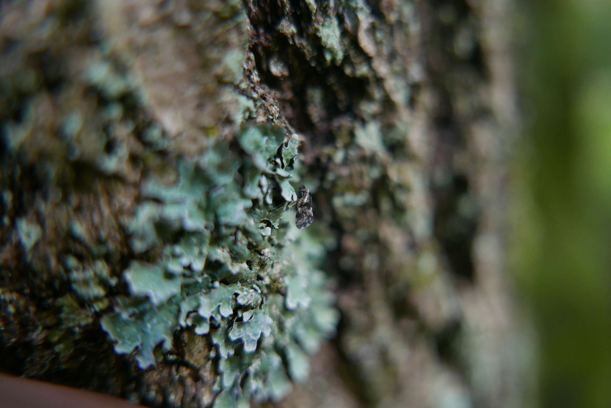 Loensia fasciata (Fabricius & J. C. 1787) resmi