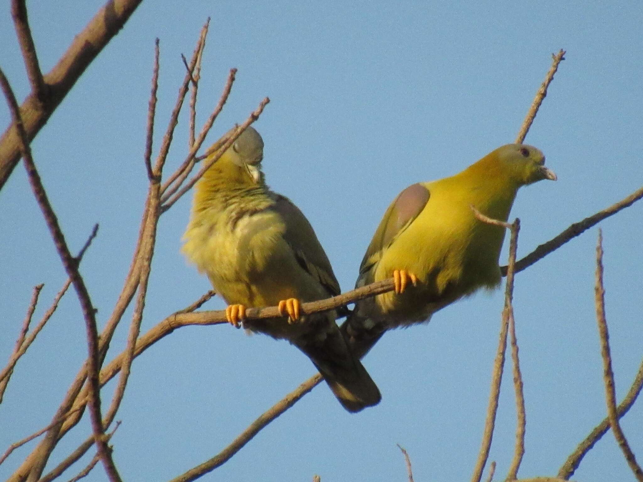 Image of Yellow-footed Green Pigeon