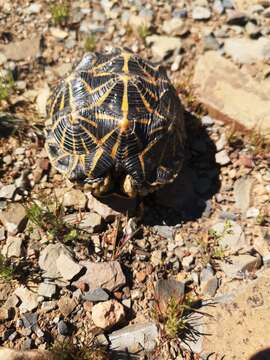 Image of Western Tent Tortoise