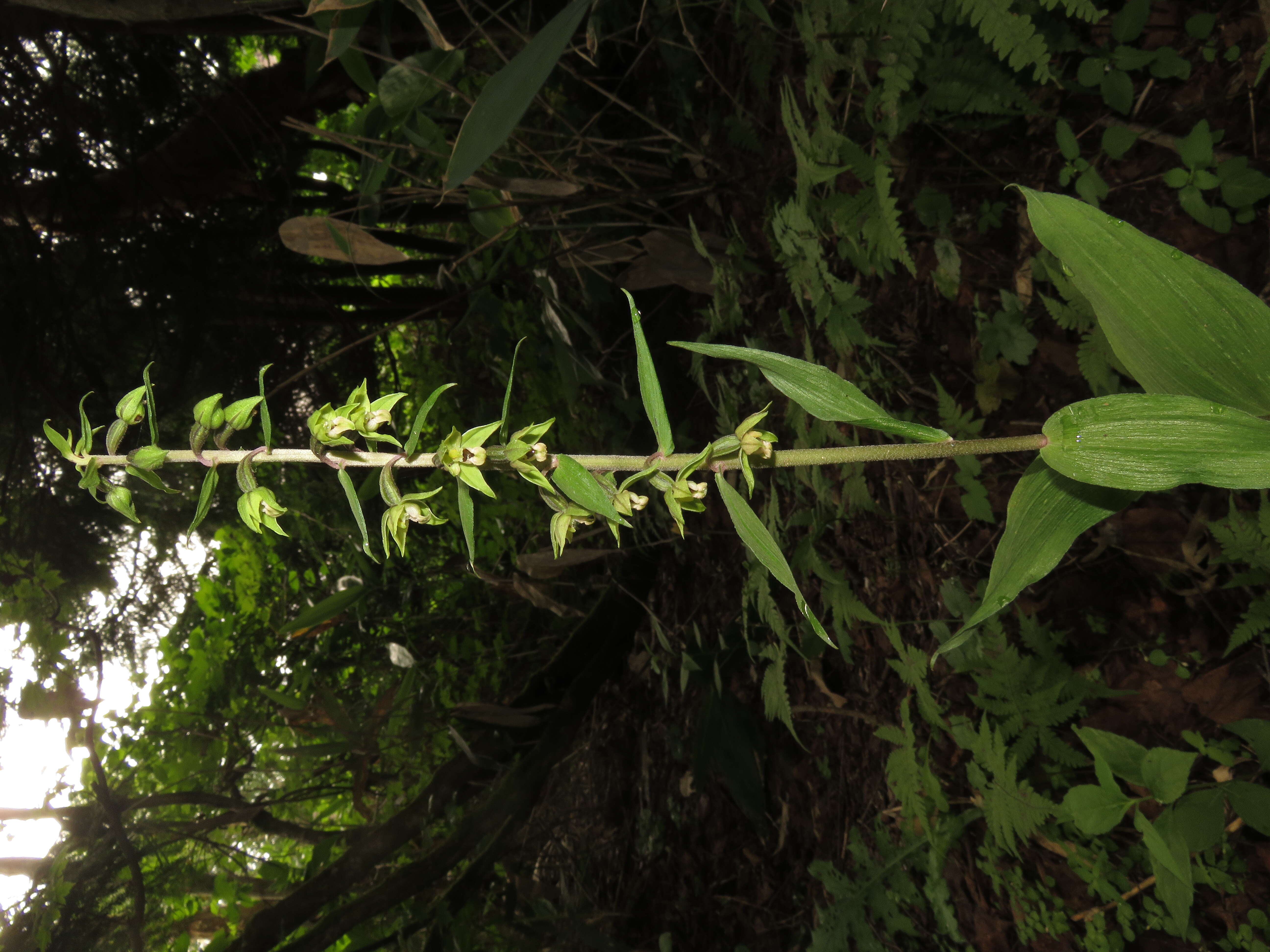 Image of Epipactis papillosa Franch. & Sav.