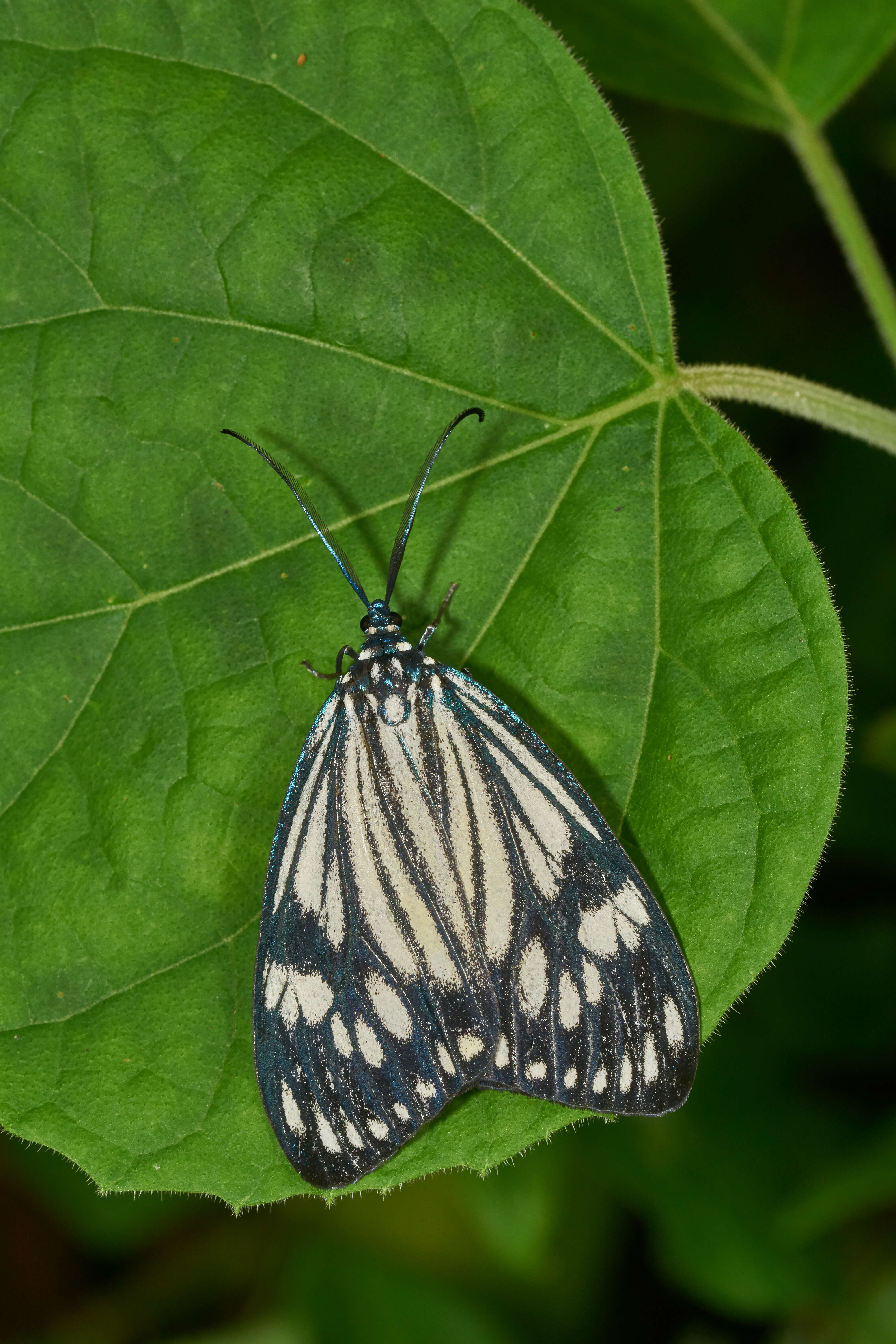 Image of Drury's Jewel