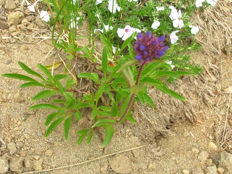 Sivun Penstemon procerus Dougl. ex Graham kuva