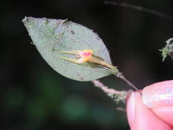 Image of Lepanthes acuminata Schltr.