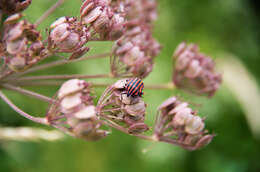 Image of <i>Graphosoma italicum</i>