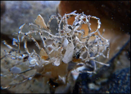 Image of sandmason worm or sand mason worm