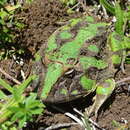 Image of Brazilian Horned Frog