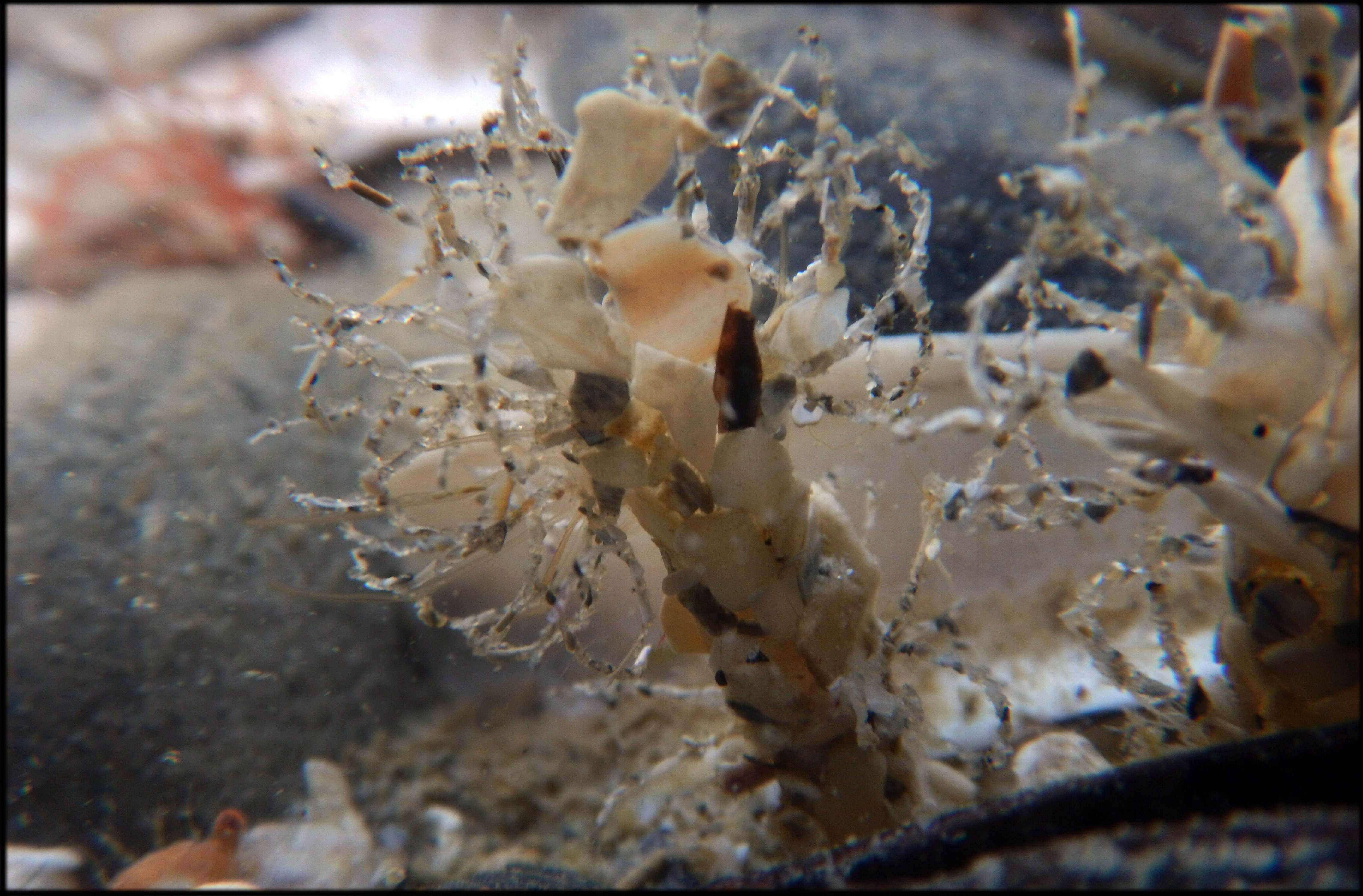 Image of sandmason worm or sand mason worm