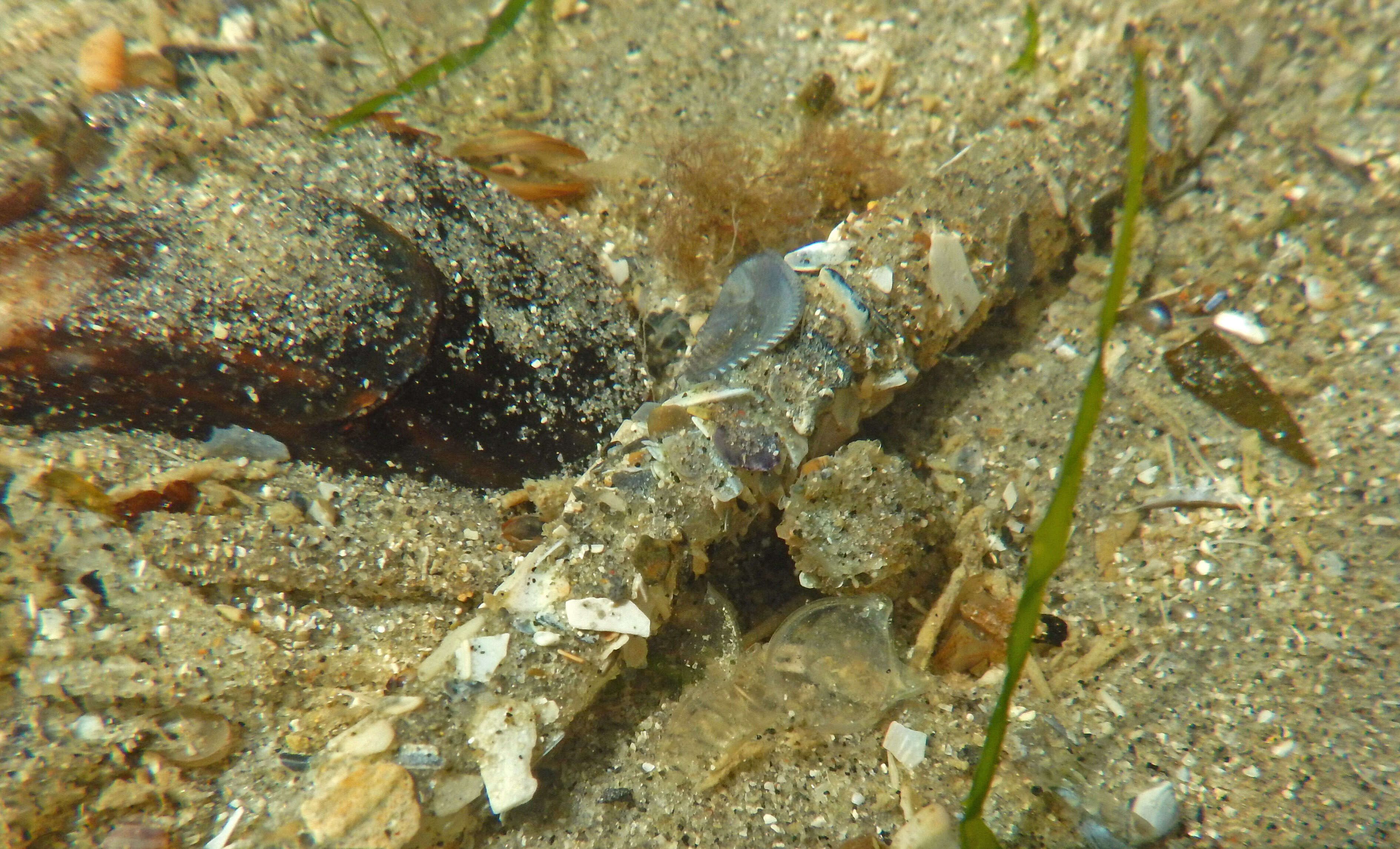 Image of sandmason worm or sand mason worm