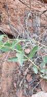 Penstemon eatonii subsp. undosus (M. E. Jones) D. D. Keck resmi