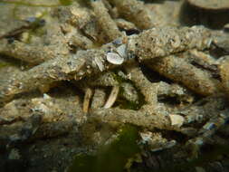 Image of sandmason worm or sand mason worm