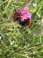 Imagem de Bombus muscorum (Linnaeus 1758)