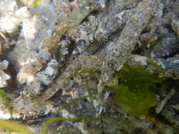 Image of sandmason worm or sand mason worm