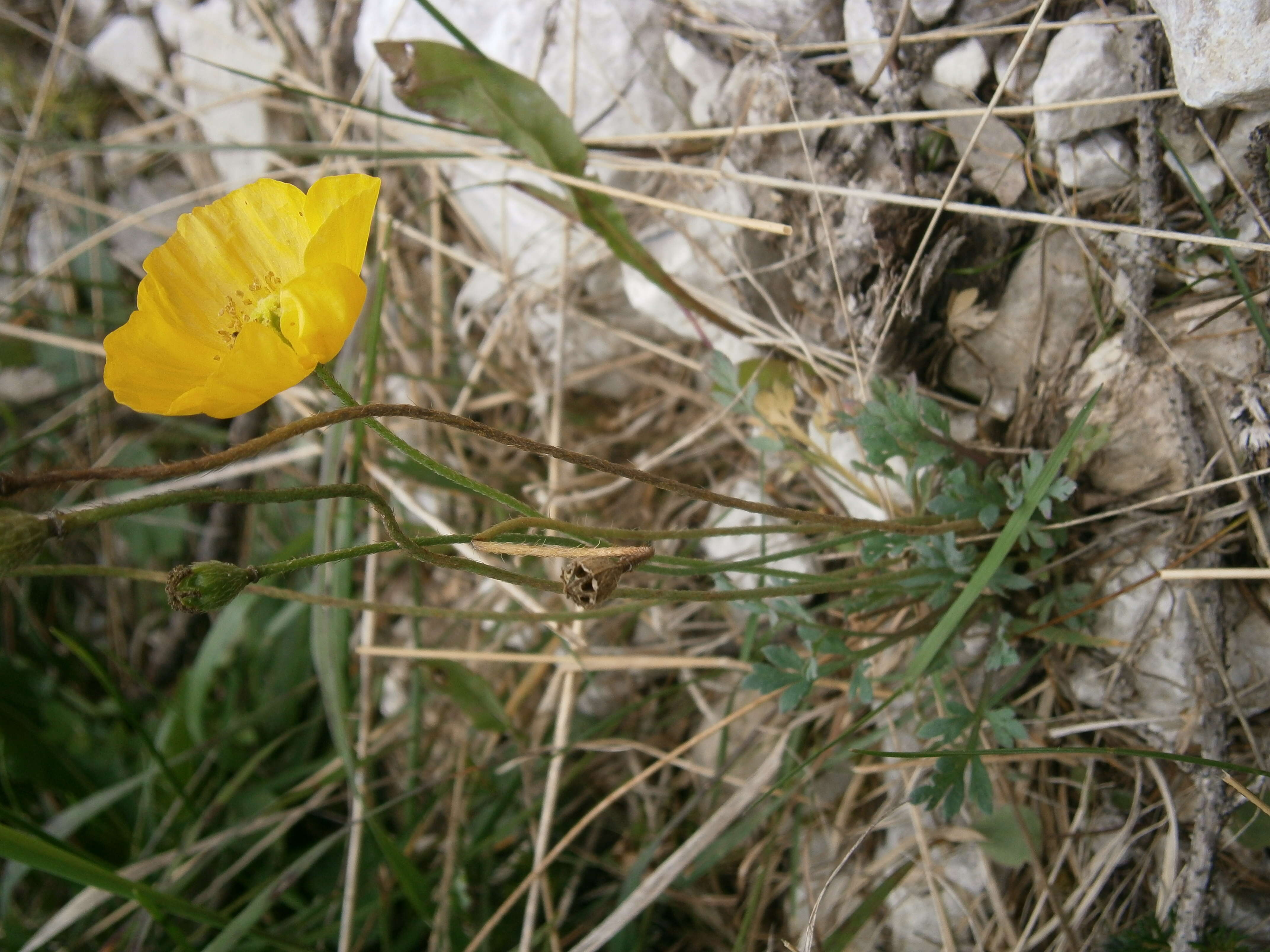 Imagem de Papaver alpinum L.