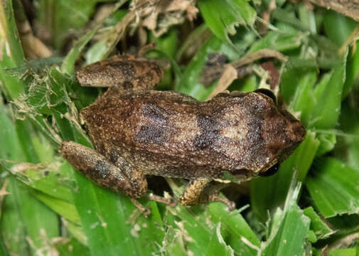 Eleutherodactylus johnstonei Barbour 1914 resmi