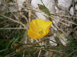 Imagem de Papaver alpinum L.