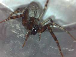 Image of Desid spider