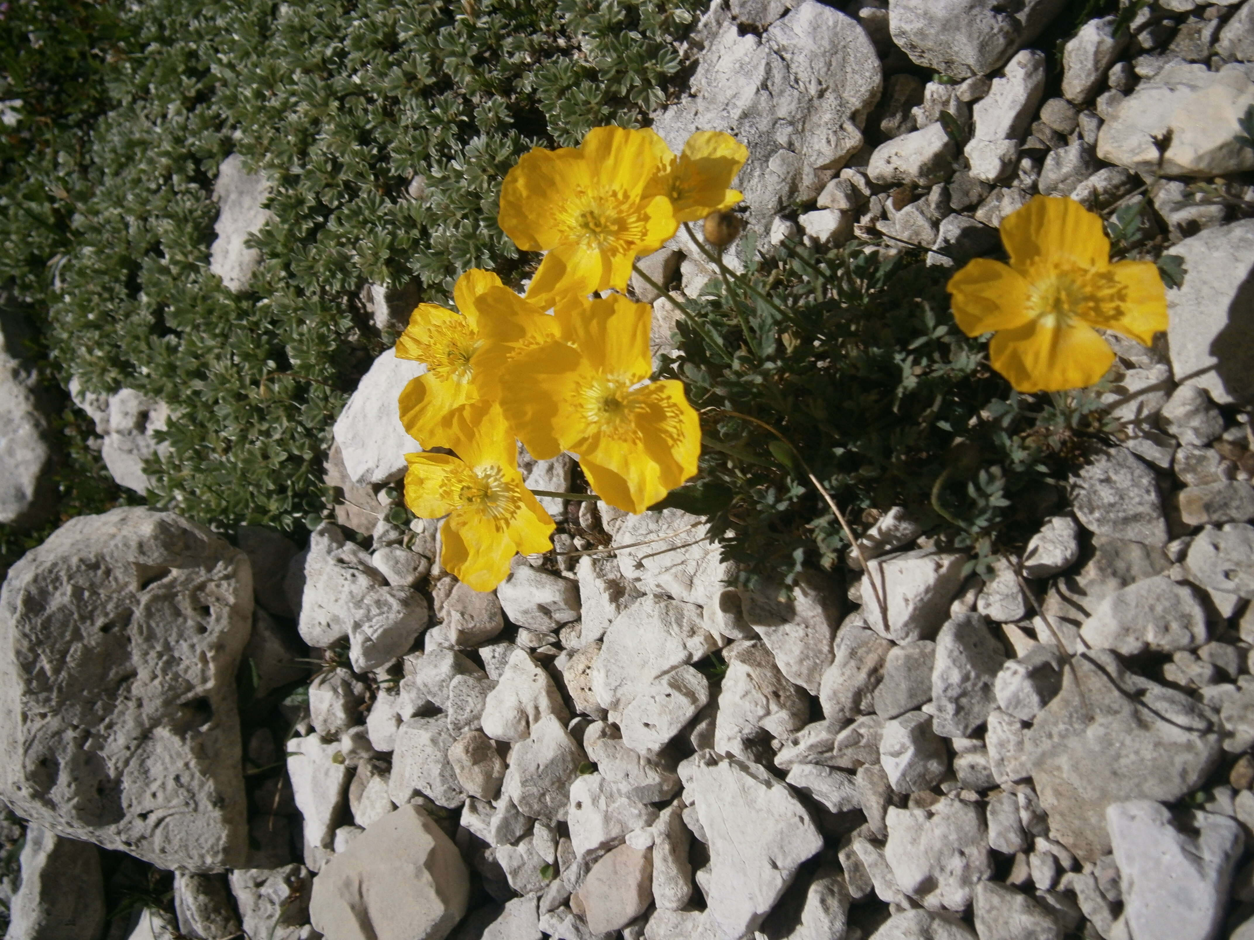 Imagem de Papaver alpinum L.