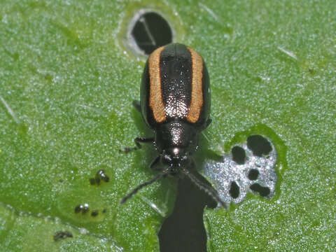 Image of Turnip flea beetle