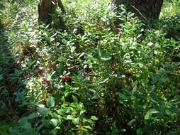 Image of lingonberry