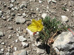 Image of Oenothera lavandulifolia Torr. & Gray