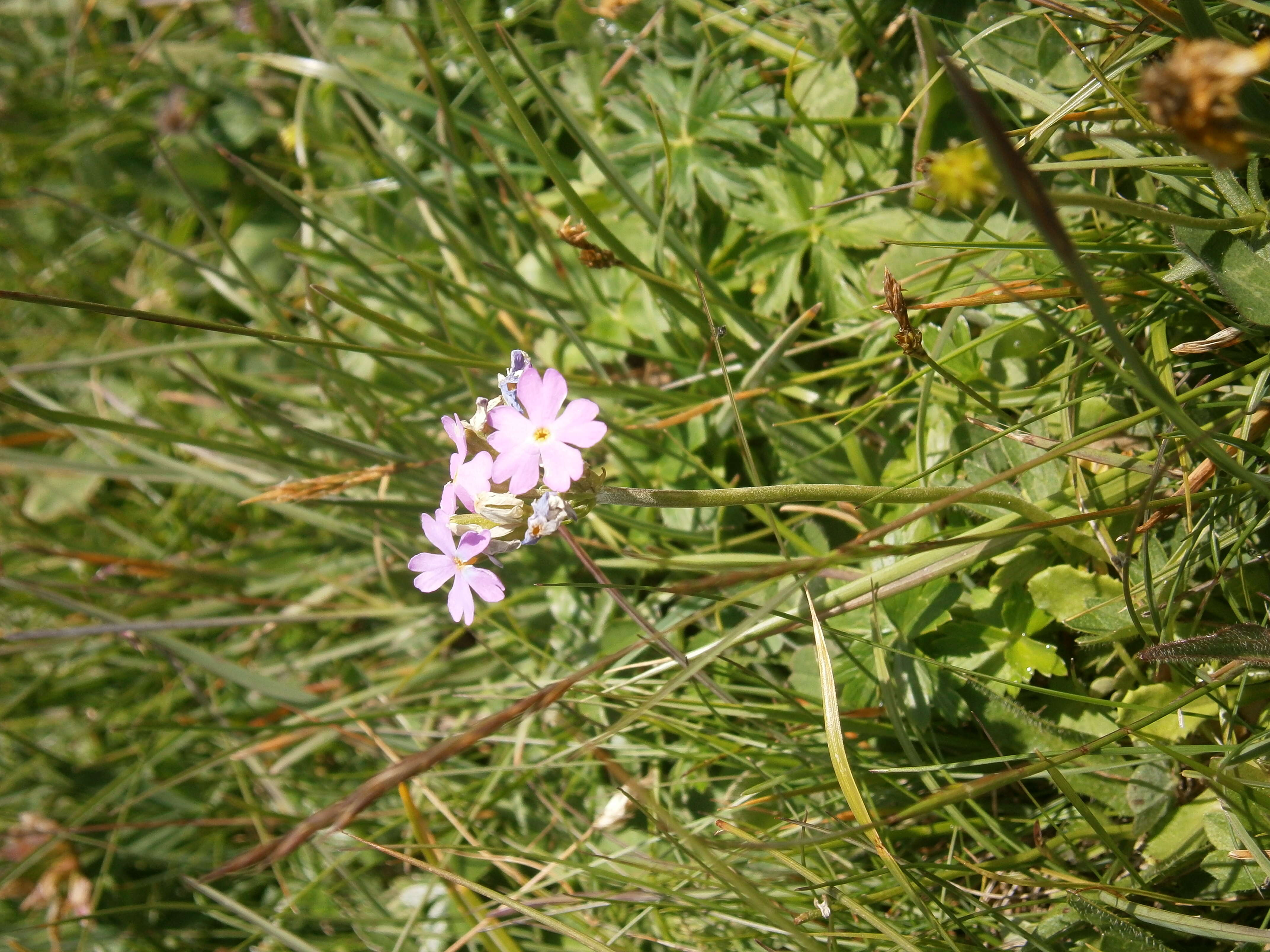 Plancia ëd Primula farinosa L.