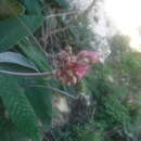 Image of Rhytidophyllum leucomallon Hanst.