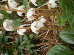 Image of Pyrola media Sw.