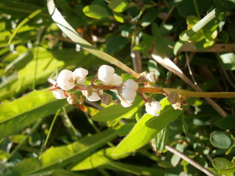 Image of common wintergreen